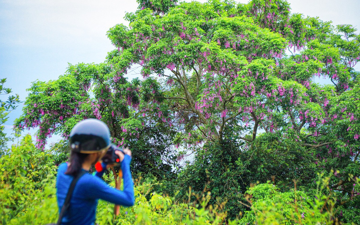 Tháng 4, hoa thàn mát nhuộm tím rừng Sơn Trà