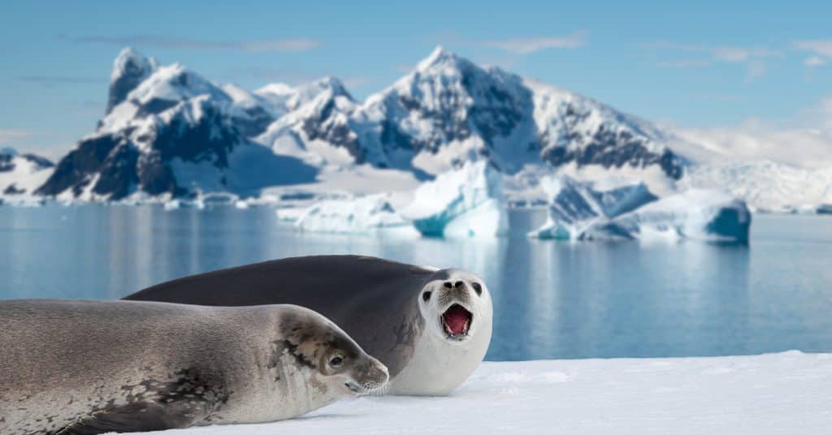 Hải cẩu Nam Cực tạo âm thanh như tiếng đàn, còn phát cả siêu âm