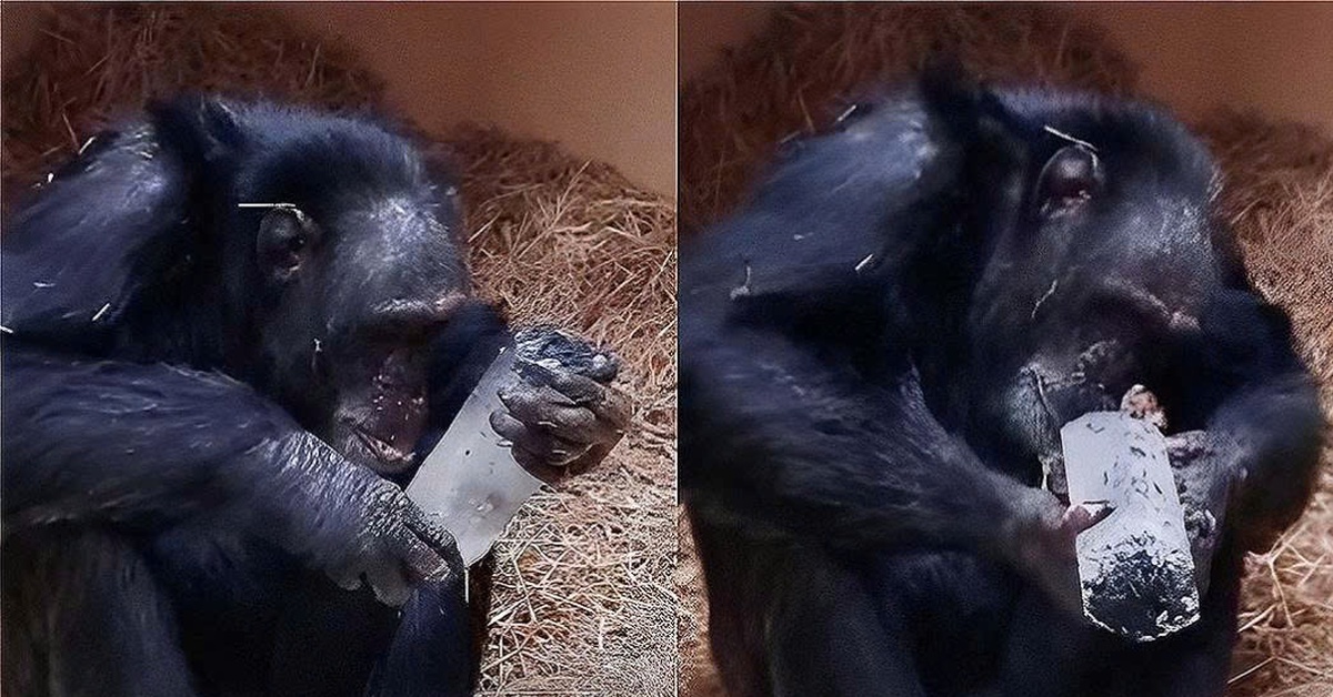 Tinh tinh cũng thích đá lấp lánh như con người