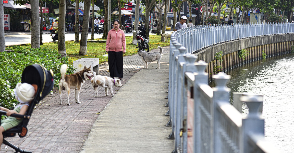Chó thả rông chạy khắp cầu thang chung cư