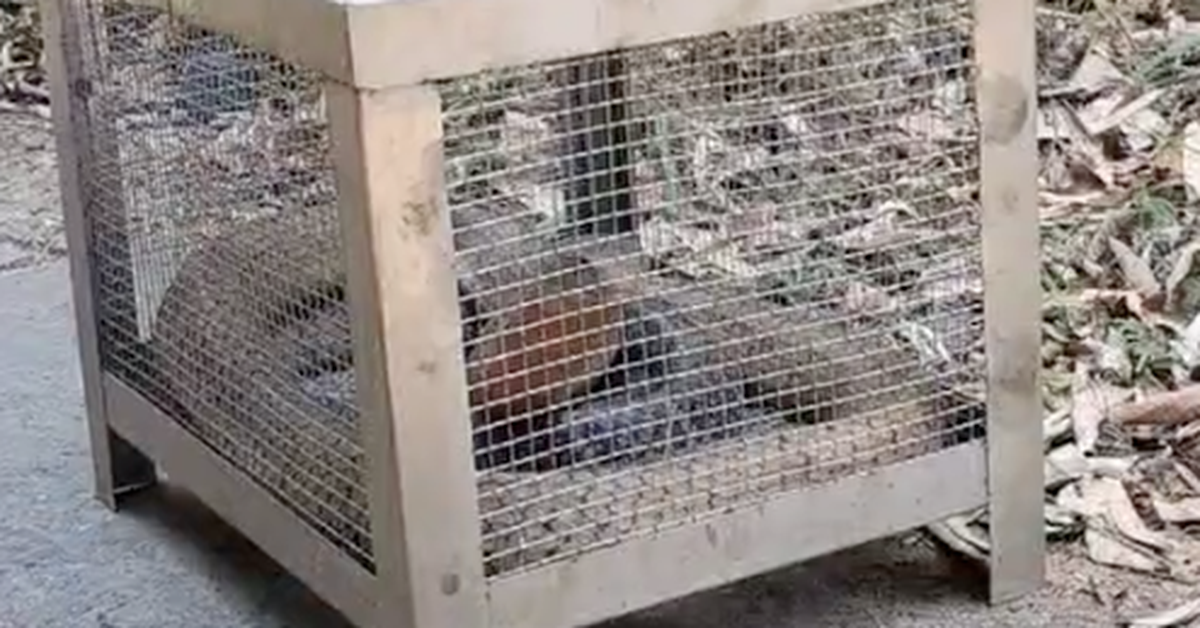 Rắn 'khủng' bò vào bệnh viện ở Đắk Lắk là hổ mang chúa cực độc, không phải rắn hổ trâu