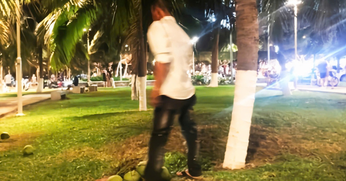 Xác minh 2 người đàn ông hái dừa trong công viên ven biển Nha Trang rồi bán cho khách