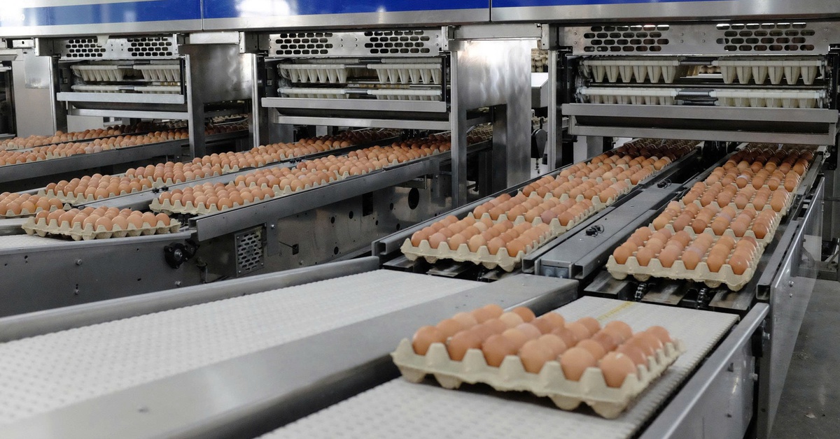 Hòa Phát kiếm bộn tiền từ chăn nuôi heo, gà, chi trả hàng nghìn tỉ cổ tức bằng tiền mặt