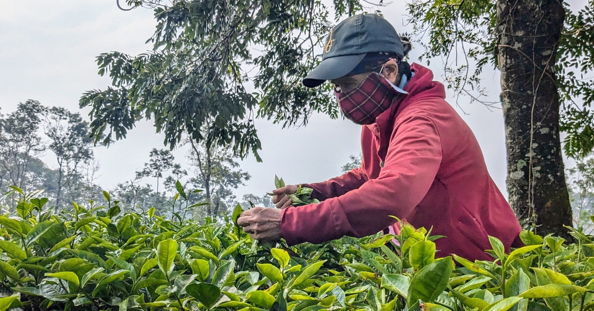 Giữ 62,7ha chè tại Biển Hồ để tạo cảnh quan du lịch, không cho phá để trồng cà phê