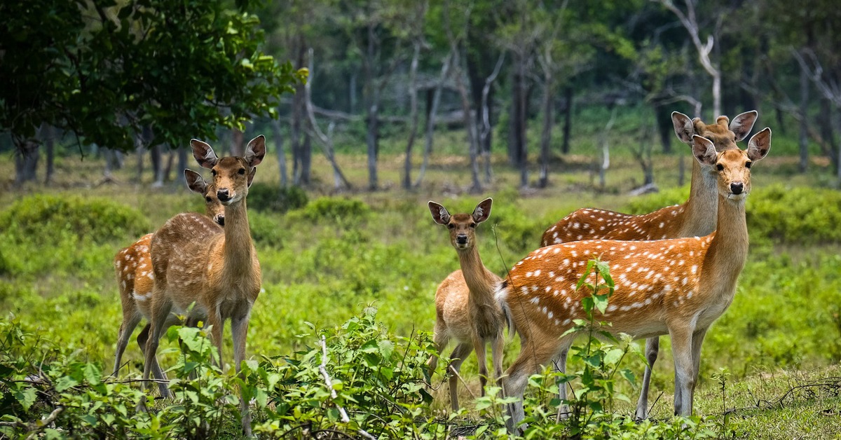Ngắm đàn hươu sao 'báu vật' ở Vườn quốc gia Kon Ka Kinh