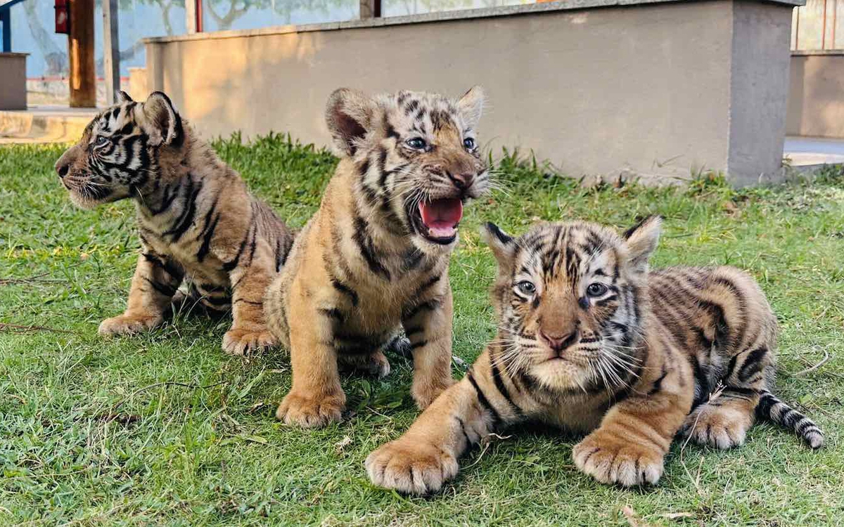 Hổ Bengal tại vườn thú FLC Quy Nhơn sinh 3 hổ con xinh xắn