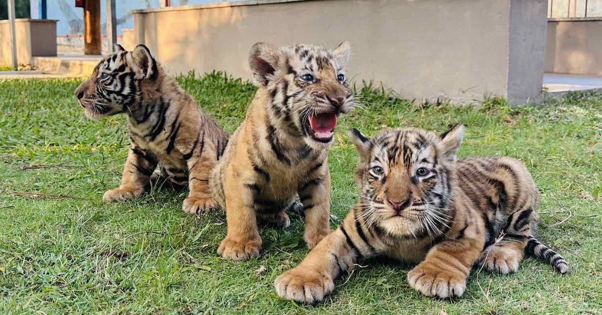 Hổ Bengal tại vườn thú FLC Quy Nhơn sinh 3 hổ con xinh xắn