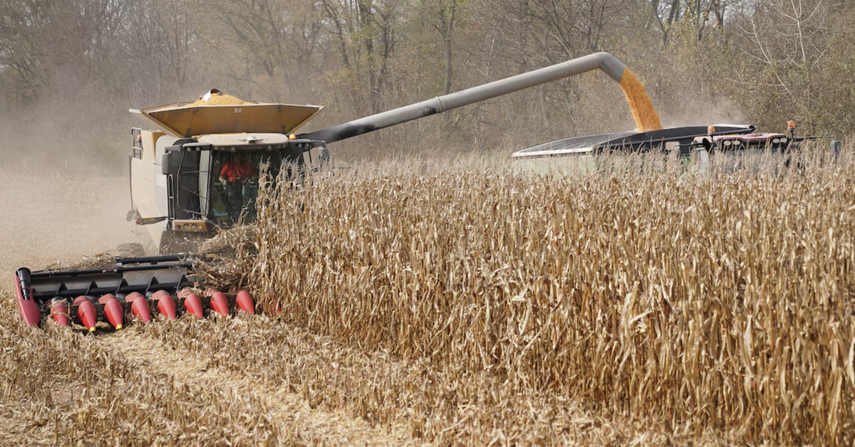 Bộ Nông nghiệp Mỹ tính tăng xuất khẩu ngô sang Việt Nam phục vụ sản xuất xăng E10