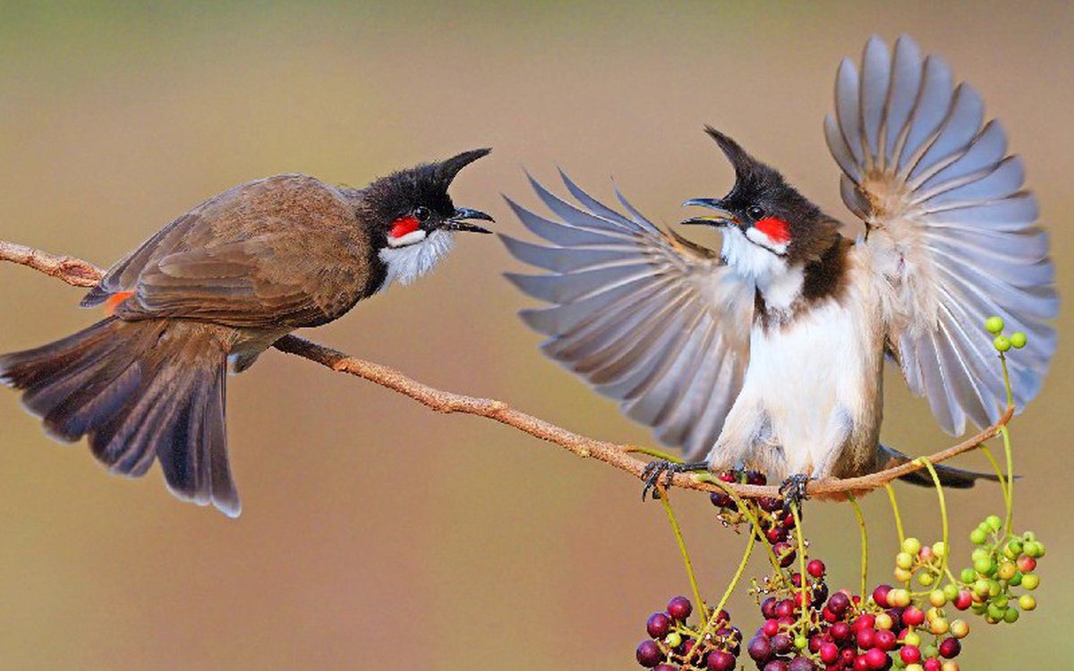 Xôn xao hội thi chim chào mào với giải thưởng 'khủng' ở Khánh Hòa