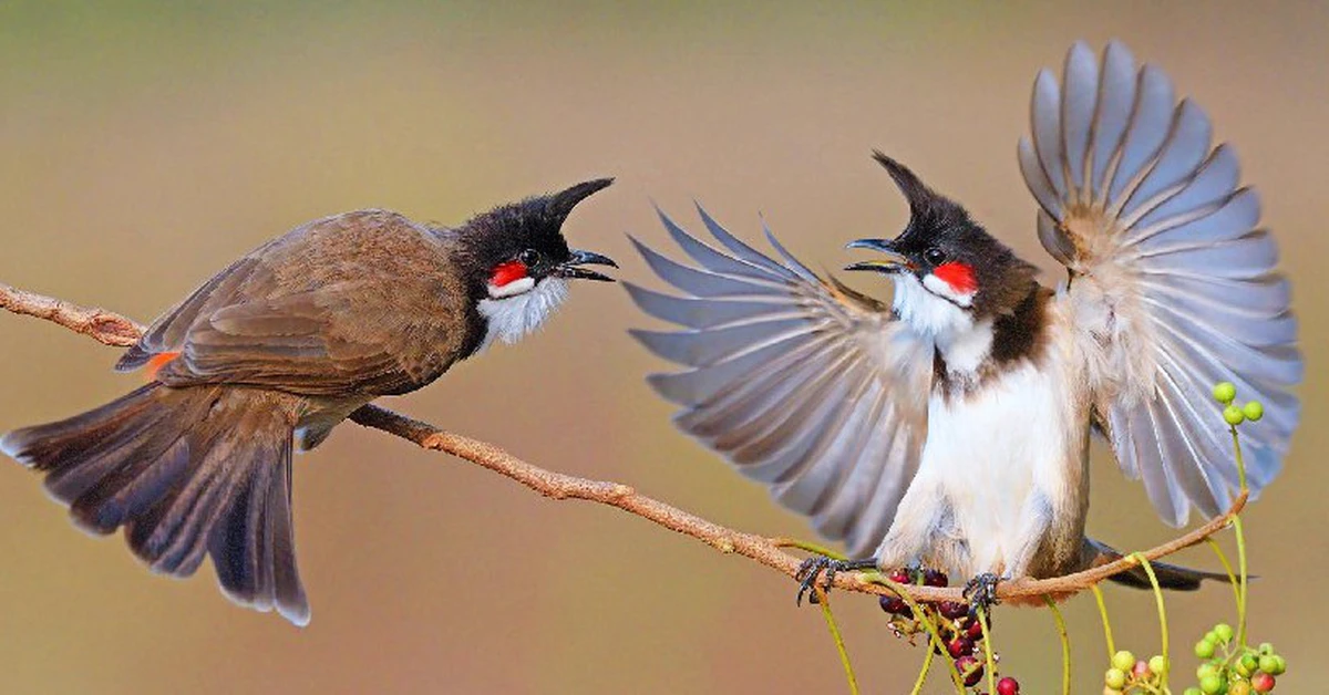 Xôn xao hội thi chim chào mào với giải thưởng 'khủng' ở Khánh Hòa