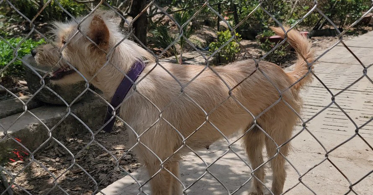 Một người đàn ông bán thịt chó ở Đồng Tháp chết do mắc bệnh dại