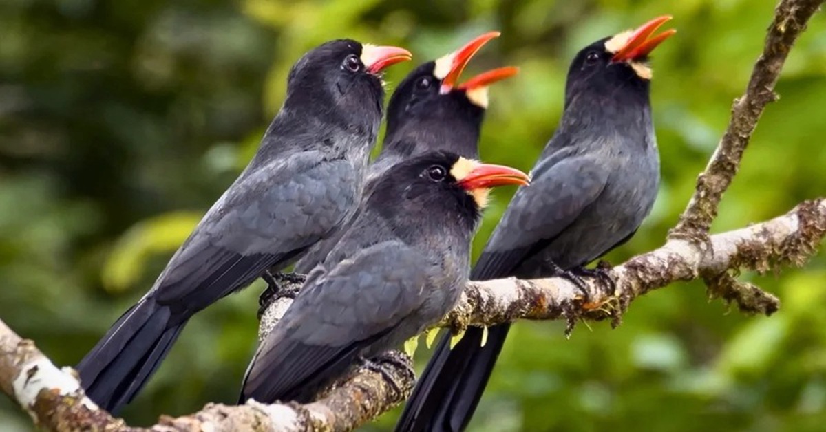 Động vật Amazon tạo mạng lưới truyền tin như ‘Internet’