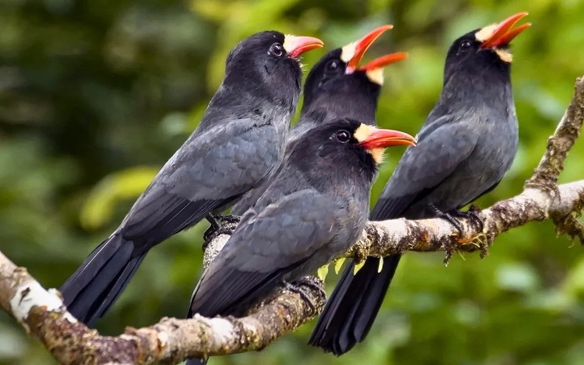 Động vật Amazon tạo mạng lưới truyền tin như ‘Internet’