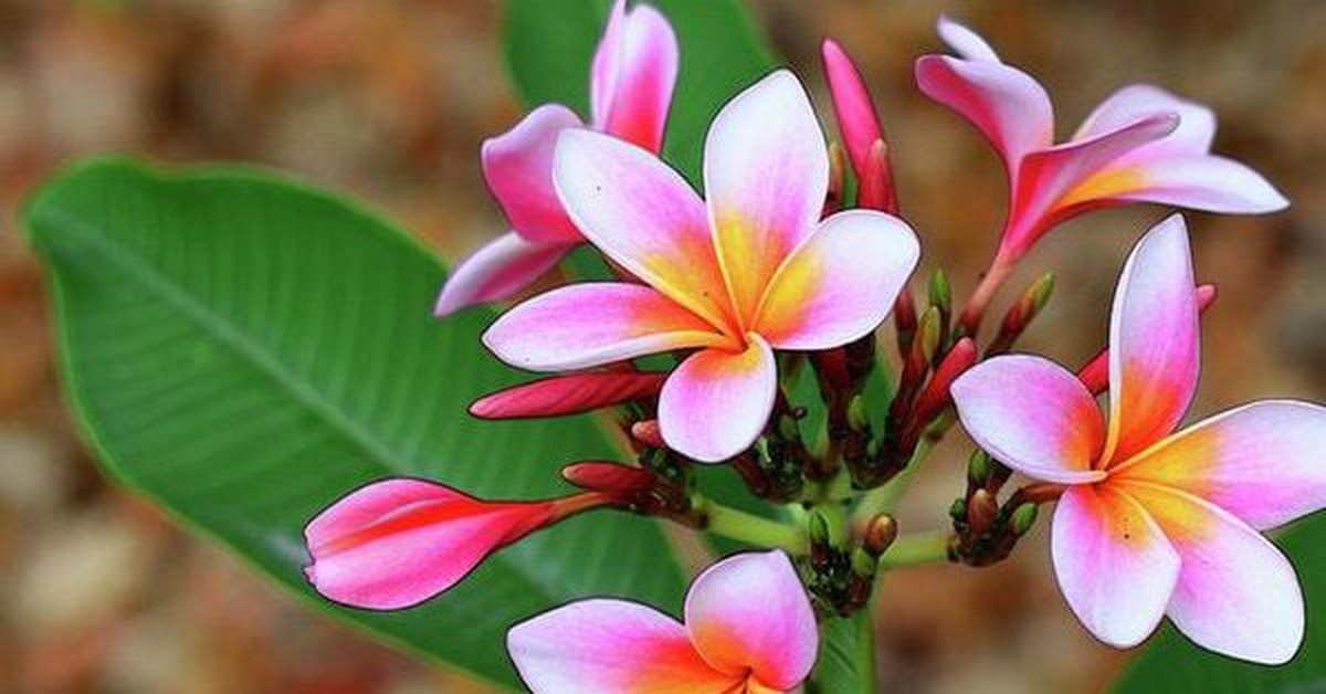 Hai bệnh nhi ngộ độc sau khi nuốt phải mủ hoa sứ