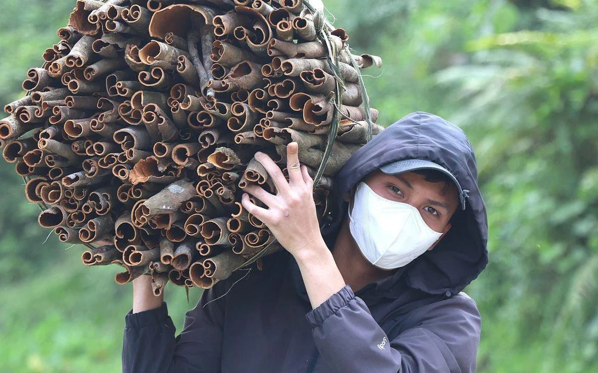 Quế Trà Bồng vào vụ, nhịp lao động tỏa khắp núi rừng