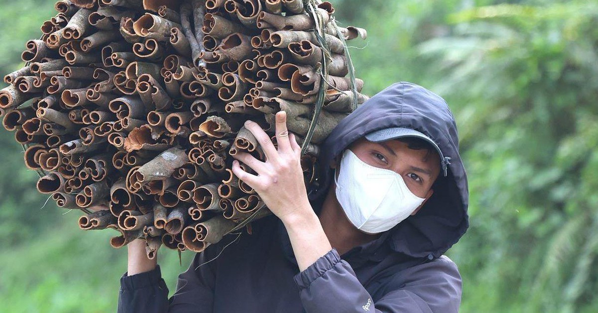 Quế Trà Bồng vào vụ, nhịp lao động tỏa khắp núi rừng