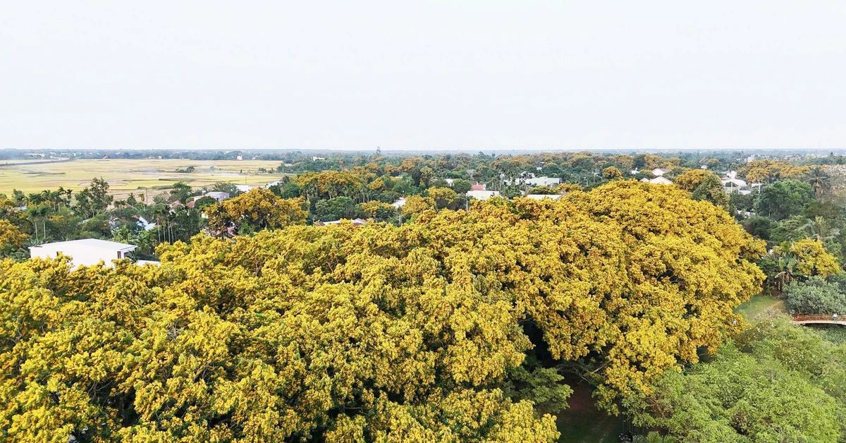 Sắc sưa rực vàng phố nam Đà Nẵng, nơi có lễ hội sắc sưa Hương Trà 'níu chân' du khách