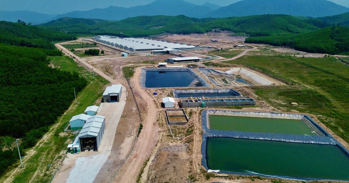 Mùi hôi từ trại heo 'tra tấn' người dân: Yêu cầu khắc phục trước ngày 2-5