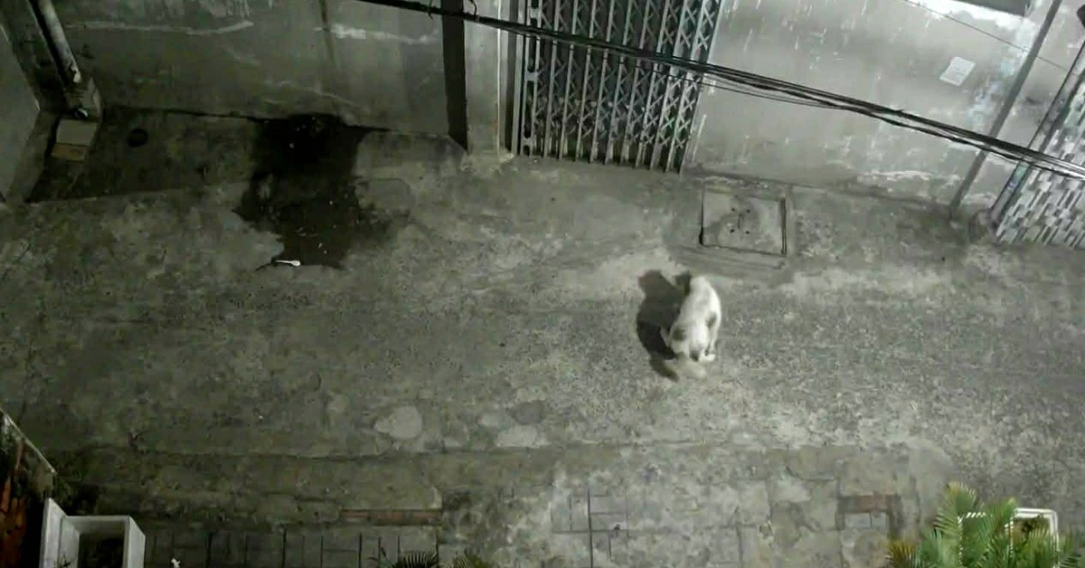 Chủ nuôi chó không biết ngượng thì phải xử lý, chứ sao phải kêu gọi mãi?