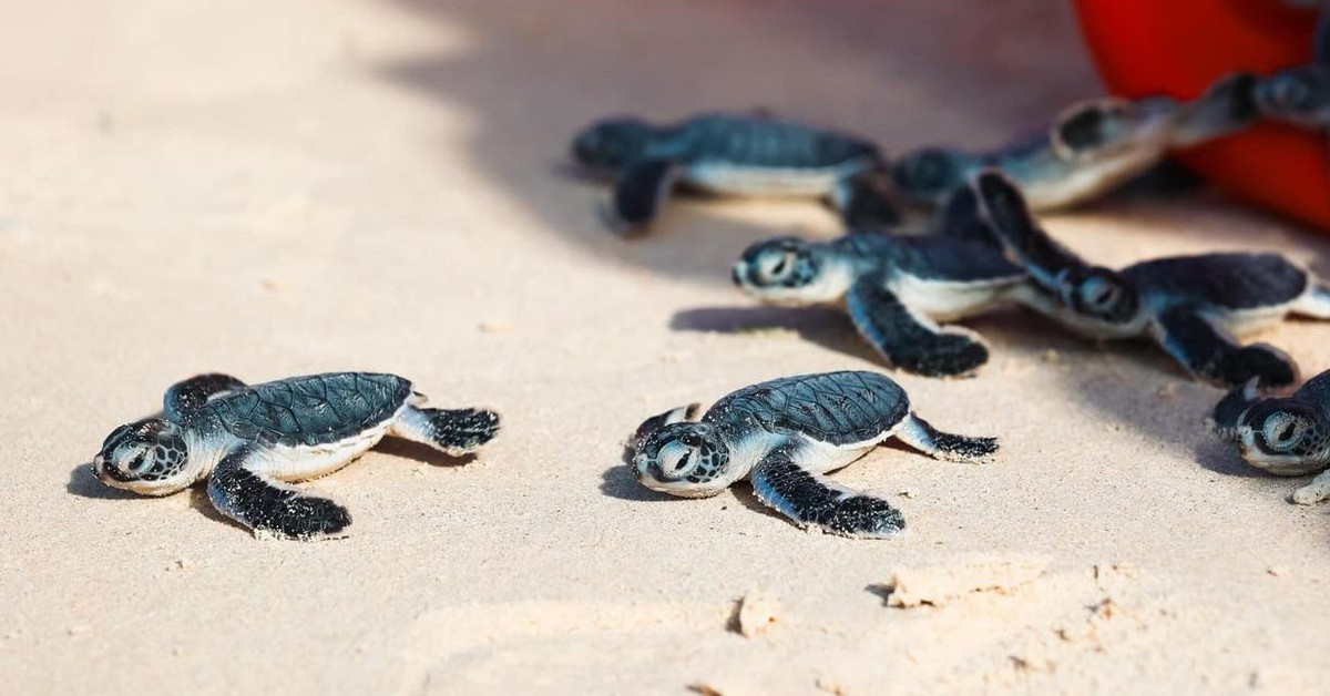 Việt Nam - điểm đến hàng đầu thế giới cho trải nghiệm thả rùa biển