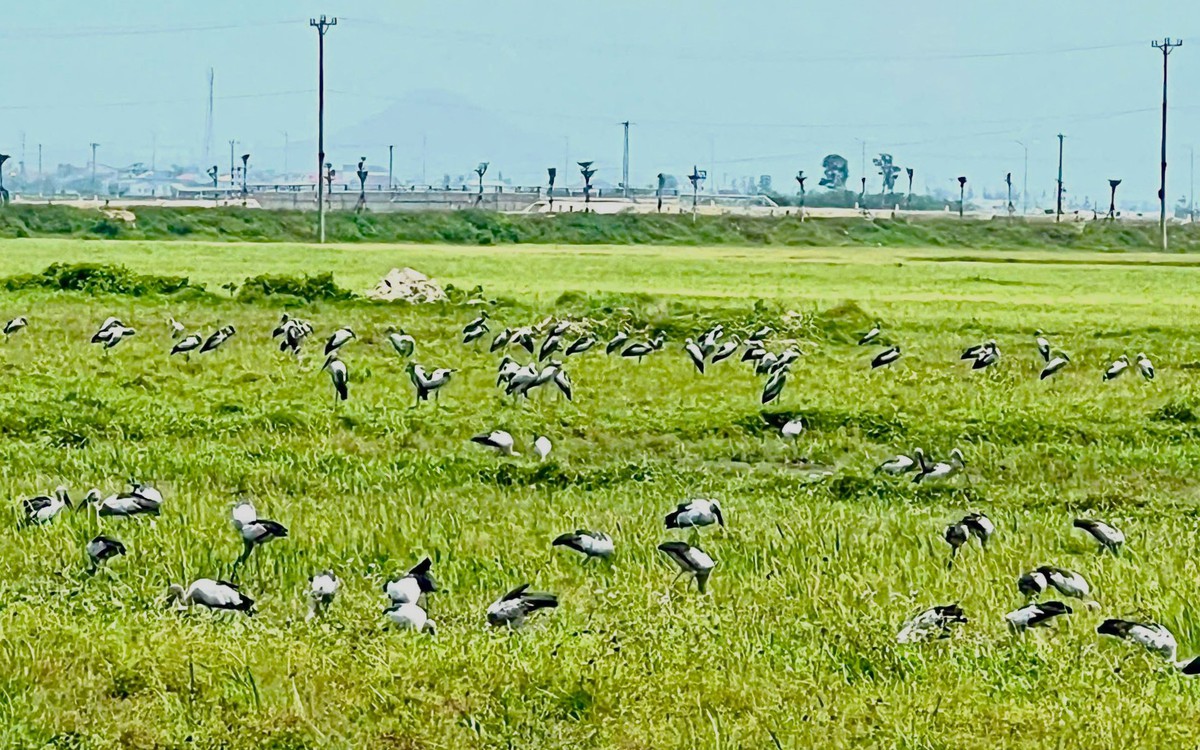 Xuất hiện đàn chim trời với hàng trăm con trên cánh đồng ở Hà Tĩnh