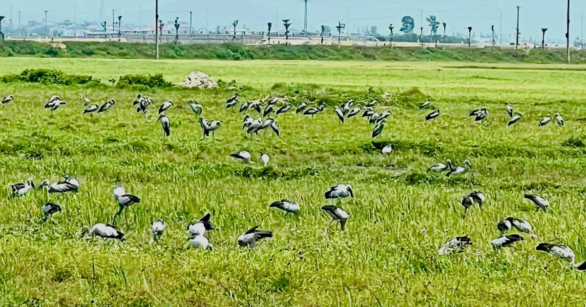 Xuất hiện đàn chim trời với hàng trăm con trên cánh đồng ở Hà Tĩnh