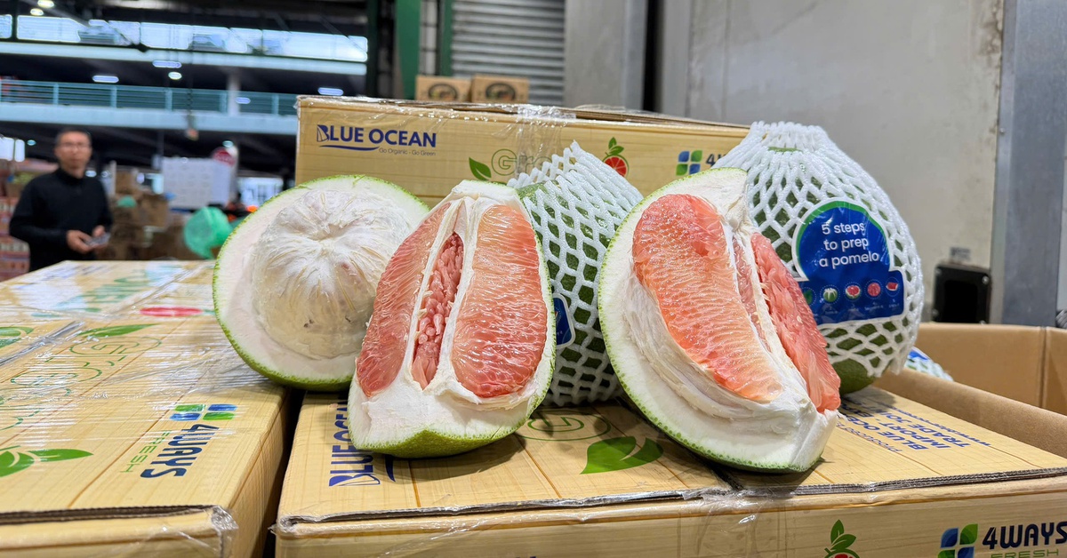 Gần 1 tấn bưởi trồng ở Đồng Tháp đi máy bay sang Úc, chào bán ở chợ đầu mối Sydney