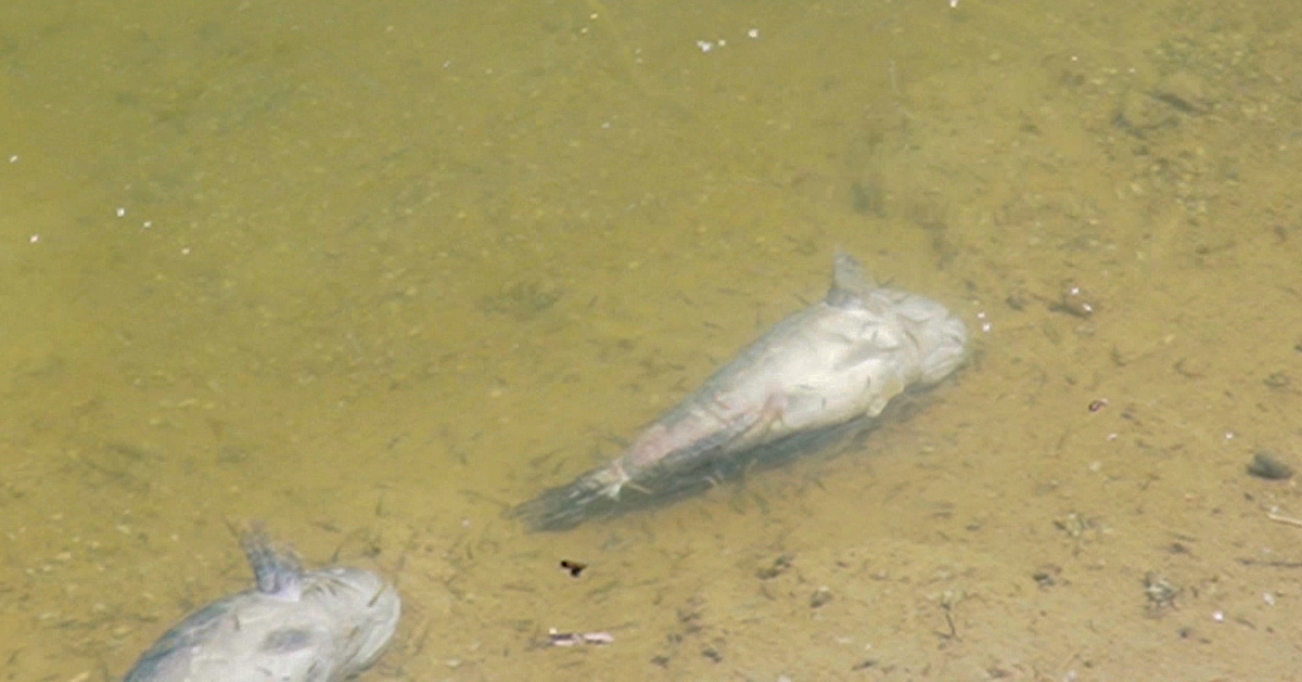 Cá chết hàng loạt quanh khu bơm cát dự án sân bay Cà Mau