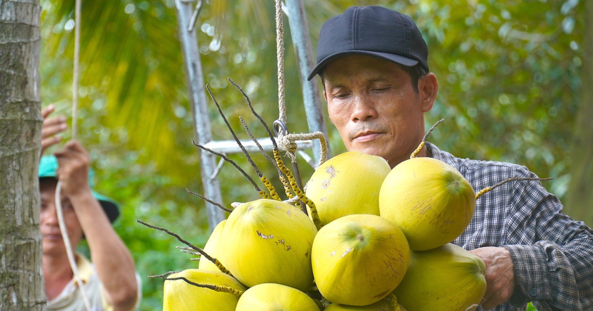 Dừa xiêm tăng giá nhờ thời tiết nắng nóng