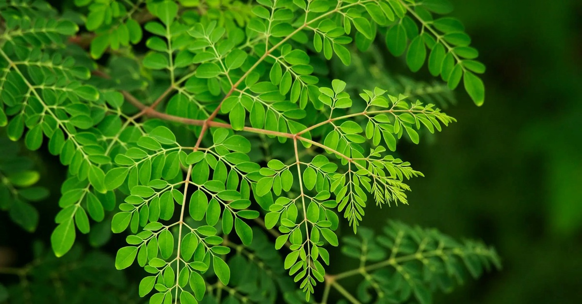 ‘Cây kỳ diệu’ loại bỏ 98% vi nhựa trong nước