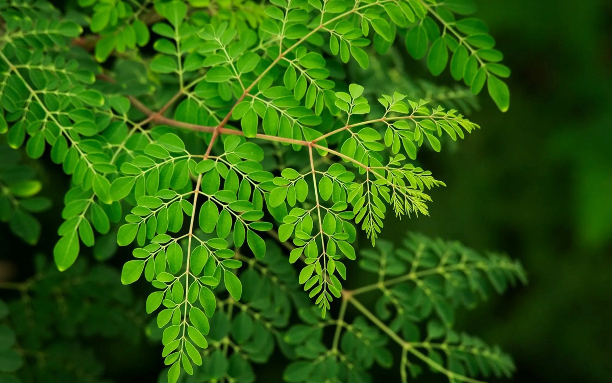 ‘Cây kỳ diệu’ loại bỏ 98% vi nhựa trong nước