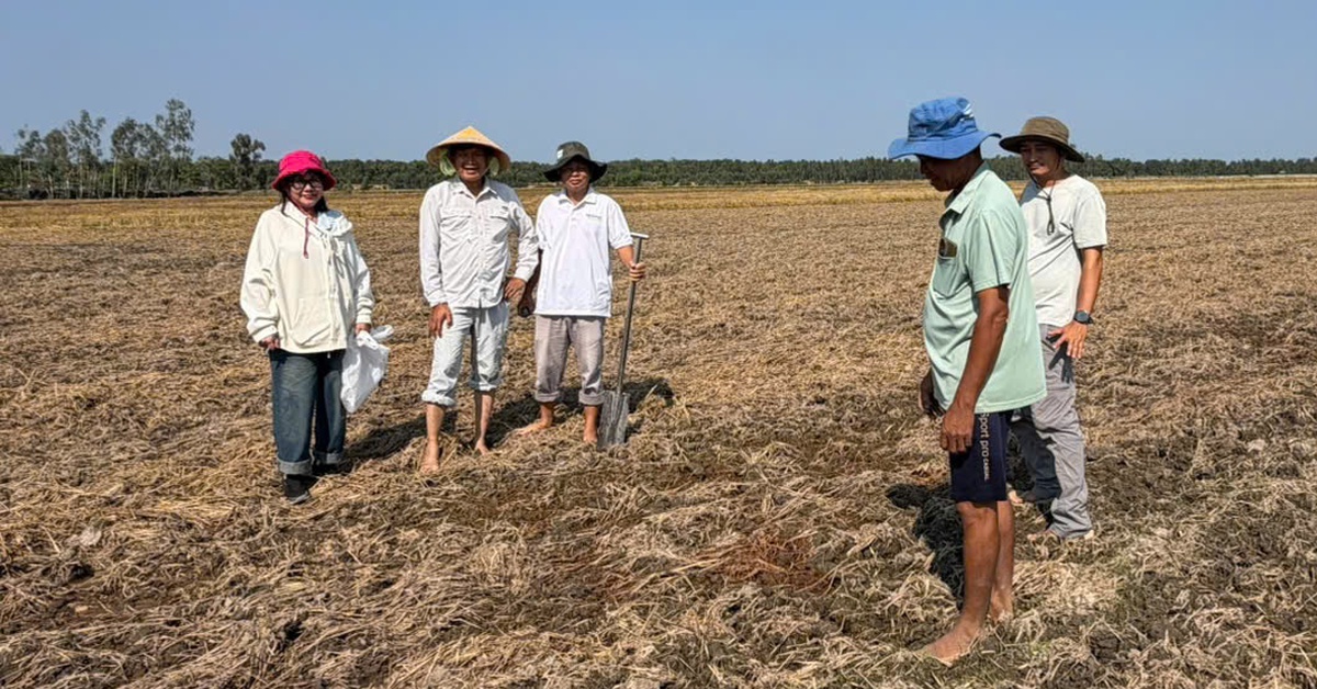 Khoảng 70% rơm phân hủy chỉ trong một tuần phun chế phẩm sinh học