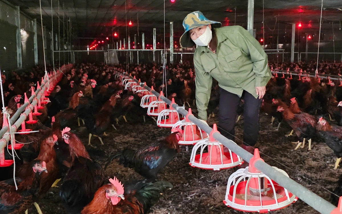 Giá thức ăn chăn nuôi tăng 14%, khuyến cáo không tăng đàn vì cung vượt cầu