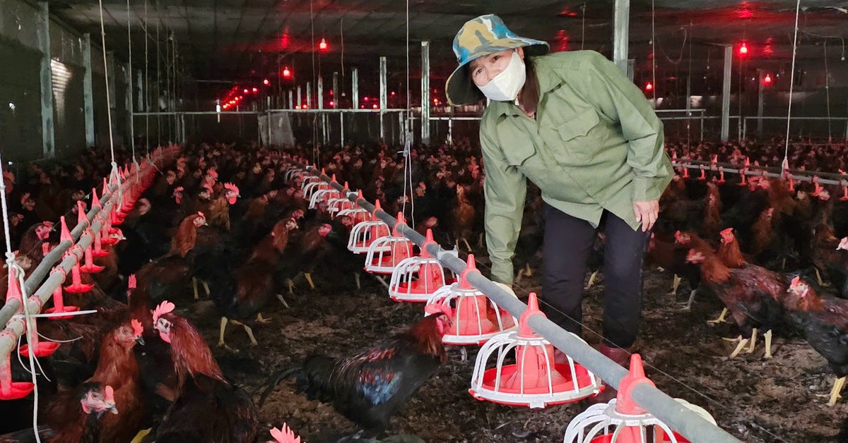 Giá thức ăn chăn nuôi tăng 14%, khuyến cáo không tăng đàn vì cung vượt cầu
