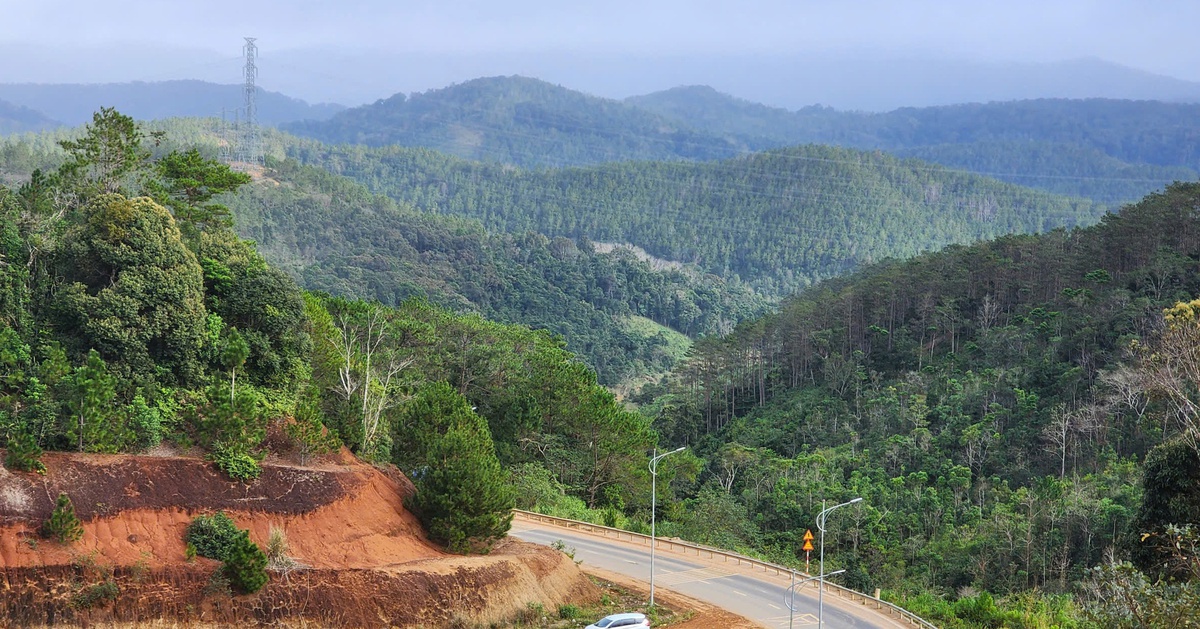 Quảng Ngãi chuyển mục đích gần 83ha đất rừng để làm khu đô thị ở Măng Đen