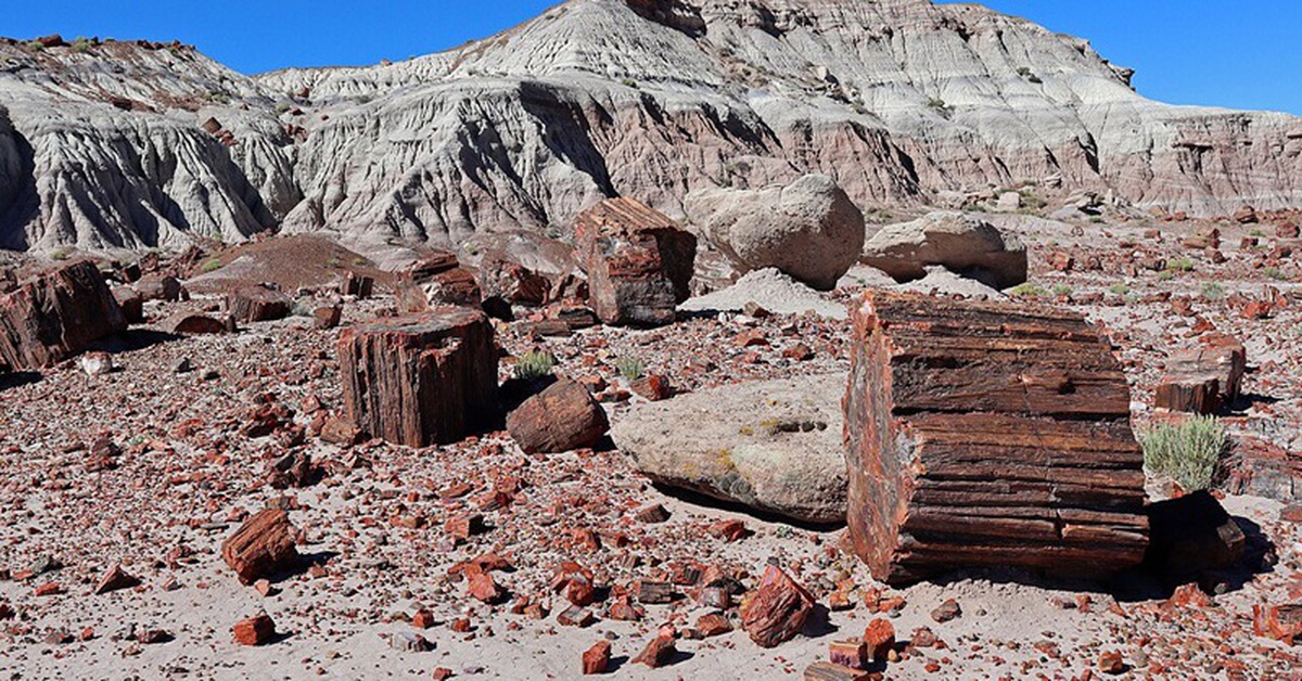 Lời nguyền từ rừng hóa thạch 200 triệu năm giữa sa mạc Mỹ