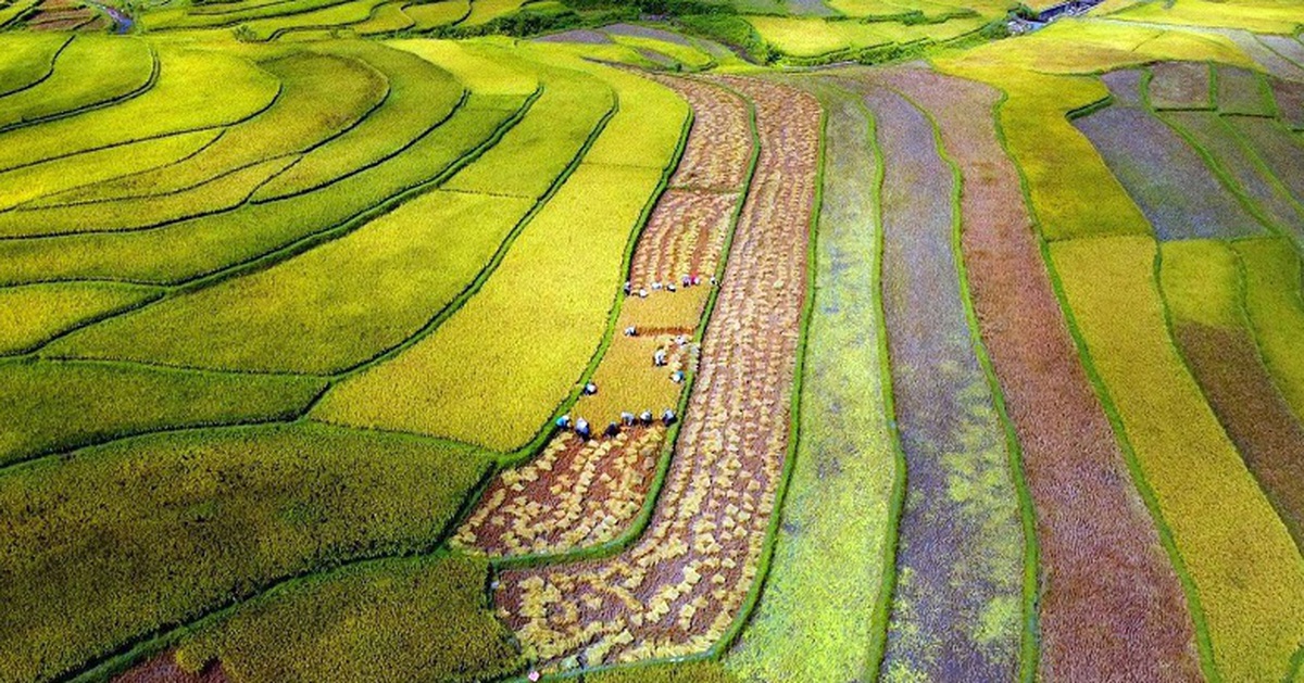 Sở hữu 'tứ trấn gạo ngon', Lai Châu làm gì để hút đầu tư, mở đường xuất khẩu?