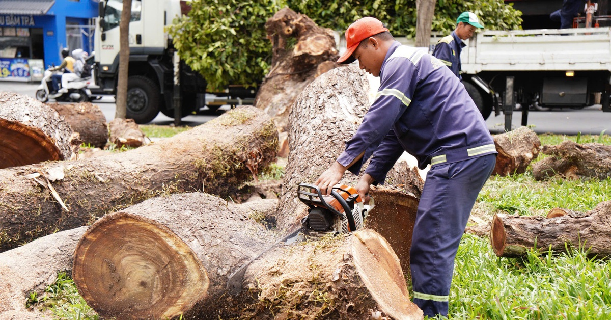 Dùng công nghệ 'tầm soát sức khỏe' để dưỡng cây xanh, hạn chế việc đốn bỏ