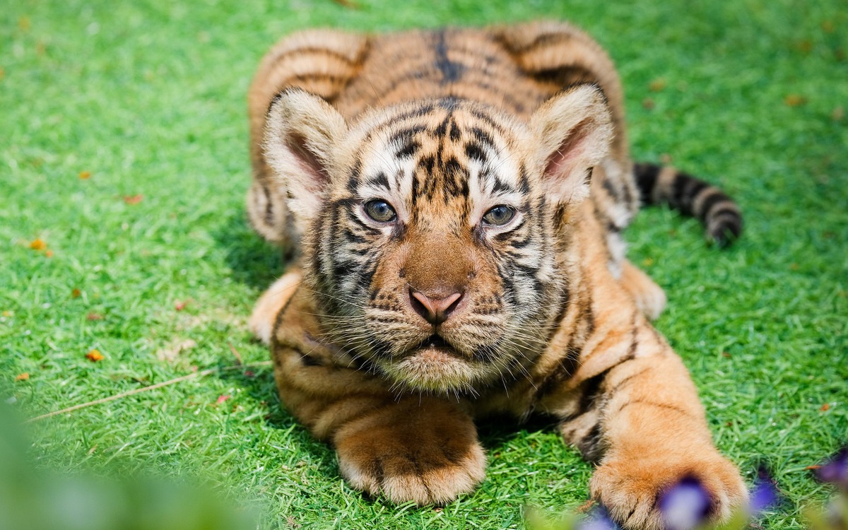 Nghe kể chuyện hổ Bengal đẻ con tại vườn thú FLC Quy Nhơn