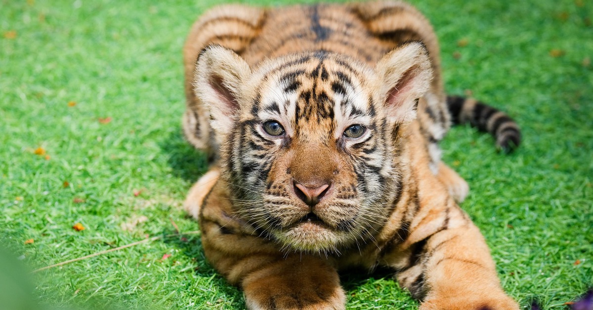 Nghe kể chuyện hổ Bengal đẻ con tại vườn thú FLC Quy Nhơn