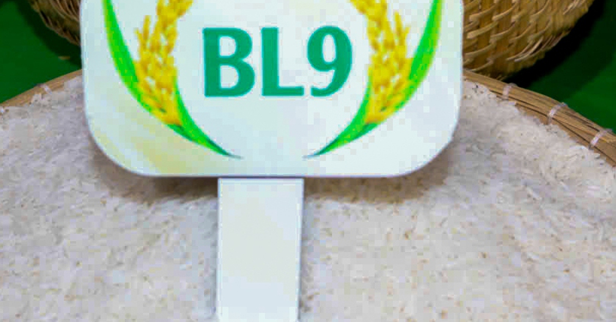 Gạo BL9 lúa tôm Cà Mau đoạt giải gạo ngon nhất Đồng bằng sông Cửu Long