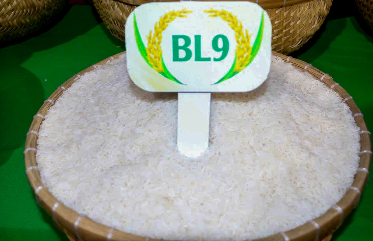 Gạo BL9 lúa tôm Cà Mau đoạt giải gạo ngon nhất Đồng bằng sông Cửu Long
