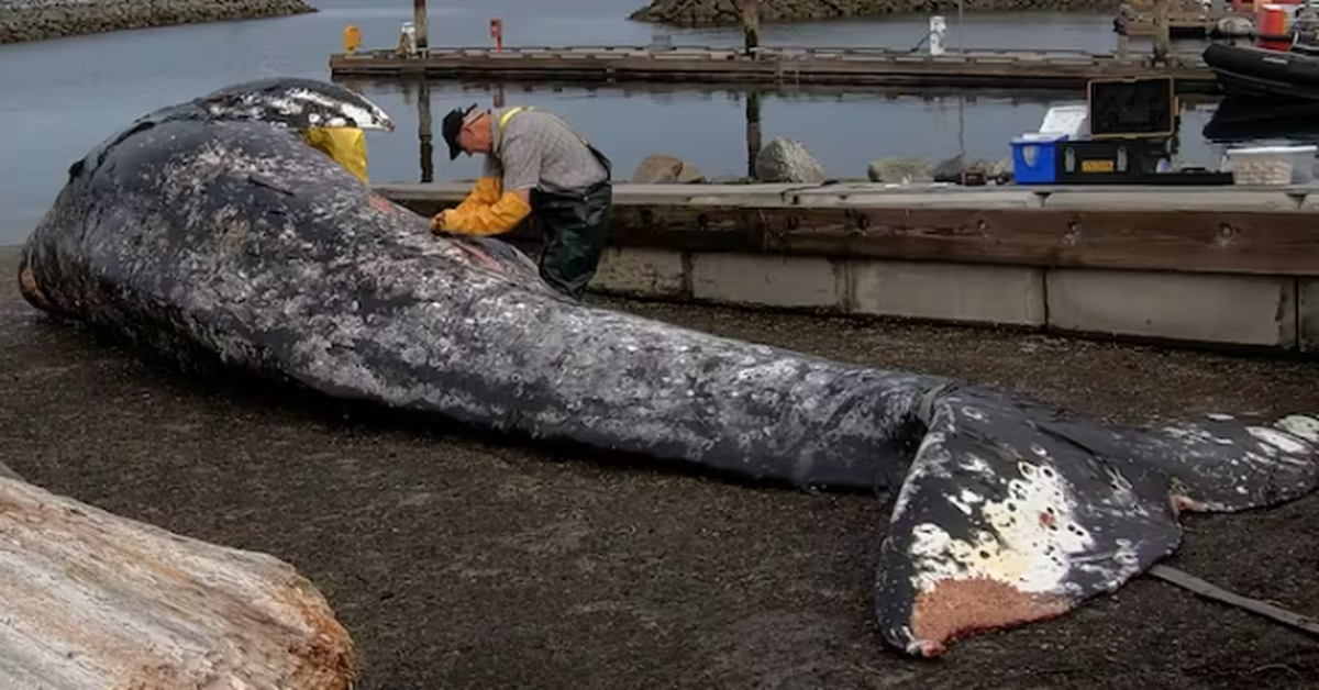 Đáng sợ cá voi chết liên tiếp ngoài khơi Canada, nghi do đói ăn