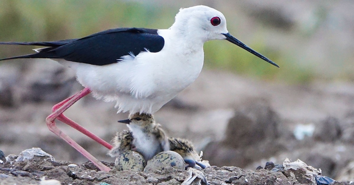 Những mỹ nữ chân dài lại về làm rộn ràng khu lấn biển Rạch Giá