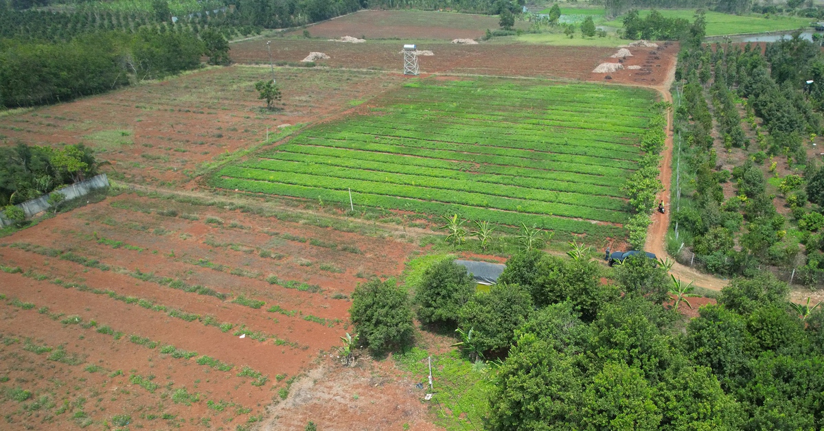 Đất giao làm dự án, hạn đầu tư đã hết mà vẫn chưa triển khai