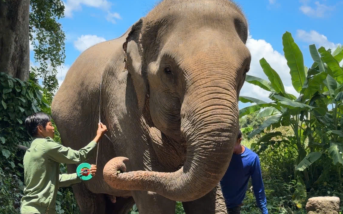'Dấu chân voi hạnh phúc' và cách khai thác du lịch không cưỡi voi