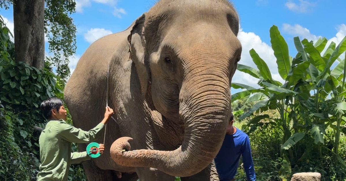 'Dấu chân voi hạnh phúc' và cách khai thác du lịch không cưỡi voi