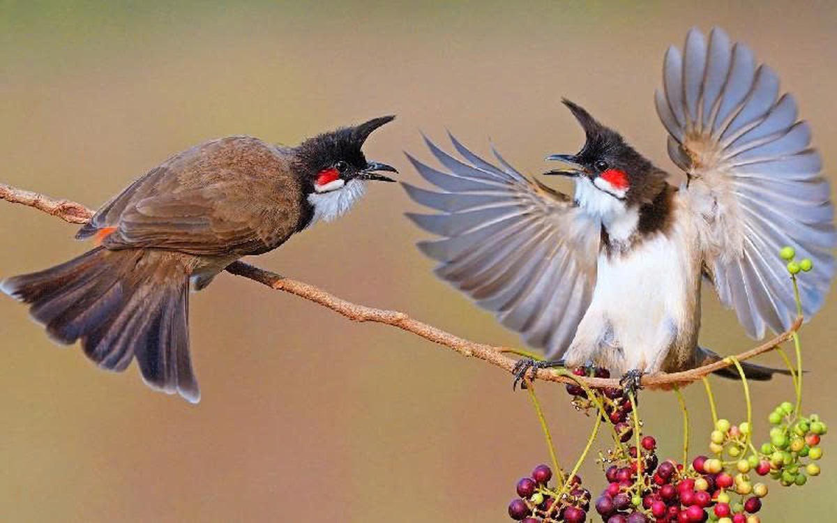 Ý kiến trái chiều quanh hội thi chim chào mào có thưởng: Ban tổ chức lên tiếng