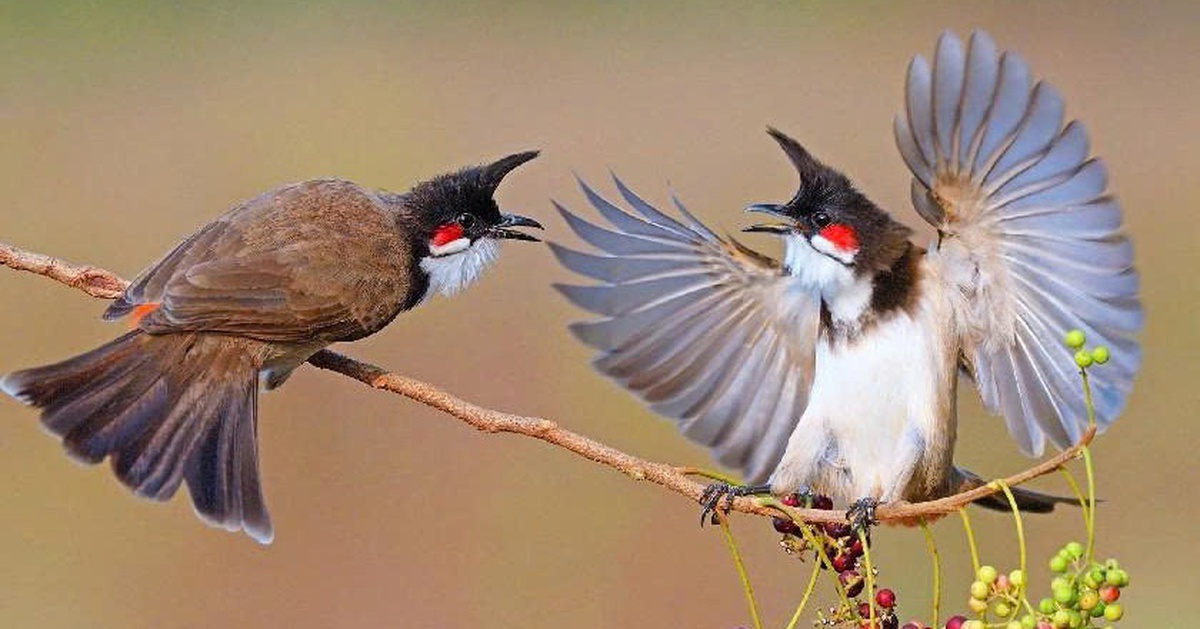 Ý kiến trái chiều quanh hội thi chim chào mào có thưởng: Ban tổ chức lên tiếng