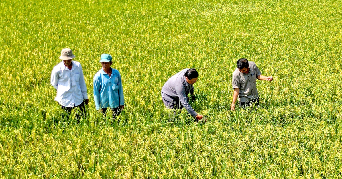 Đẩy mạnh liên kết để nâng giá trị hạt gạo Cà Mau
